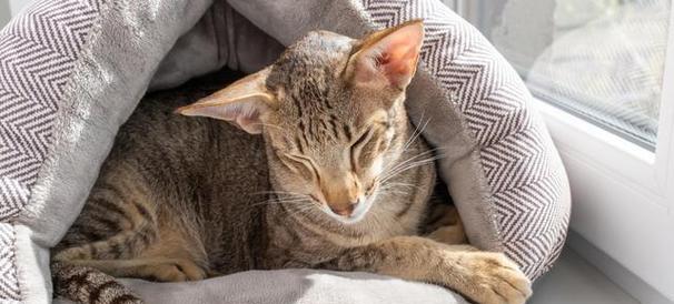 猫咪精神状态低落的原因及改善方法（探究猫咪精神状态低落的可能原因，并提供改善方法）