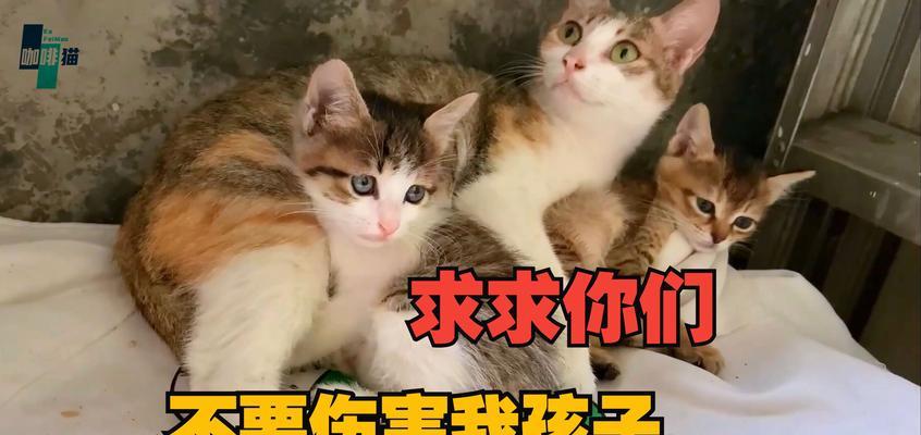 母猫为何与小猫生分？（探究母猫与小猫之间的分离现象）