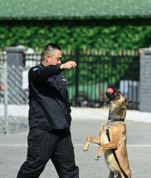 选择德国牧羊犬作为警犬的理由（为什么德国牧羊犬是最适合的警犬？）