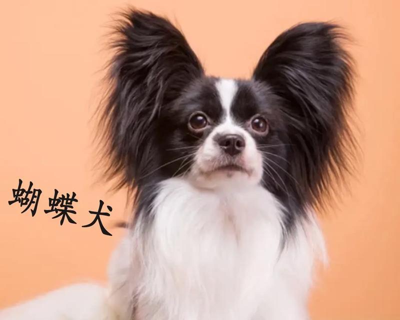 以蝴蝶串跟什么犬配好看？（探讨蝴蝶串与犬种的搭配之美）