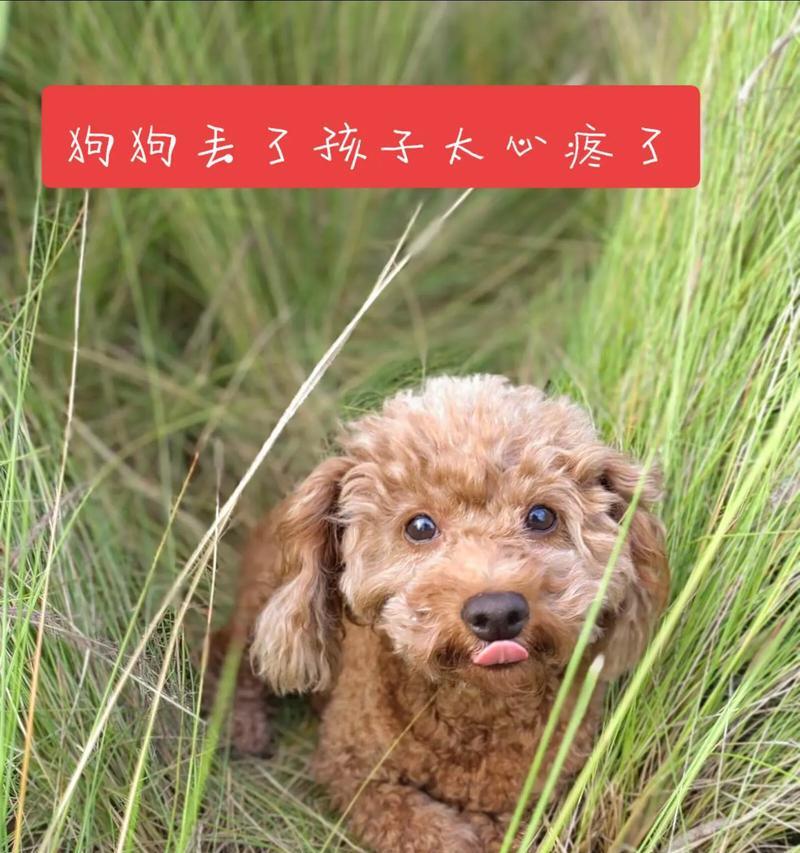 小泰迪为什么如此热爱美食？（探寻小泰迪饕餮的原因及美食偏好）