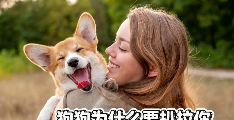 狗狗为什么一直看着你？（探究狗狗注视你的原因及其意义）