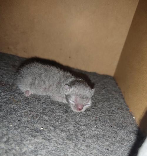 小猫为何一直吃什么吐什么？（揭秘小猫消化系统的奥秘）