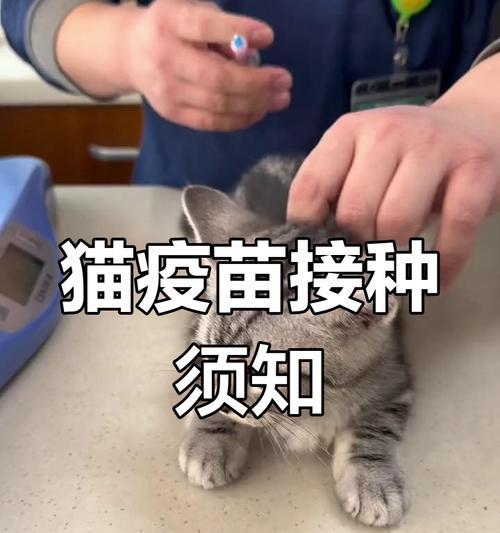 猫咪打疫苗的注意事项（为了宠物的健康，我们需要关注疫苗接种的几个关键点）