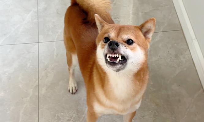 选择适合教导的狗狗（以哪种狗狗为主题写文章？）