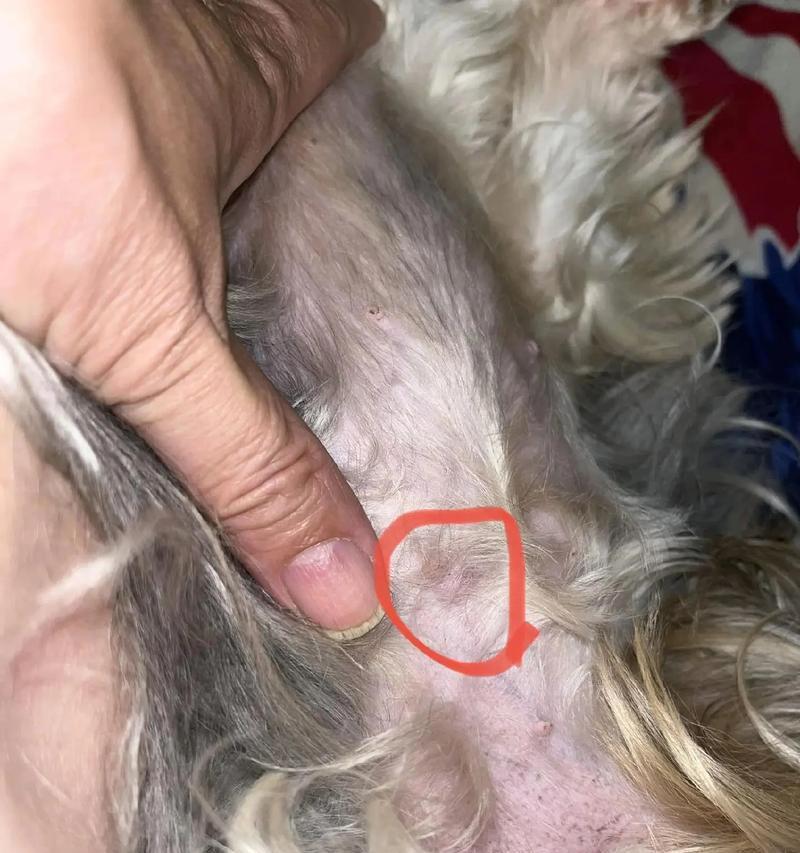 揭秘狗狗乳腺肿瘤（乳腺肿瘤是什么？如何识别？如何预防和治疗？）