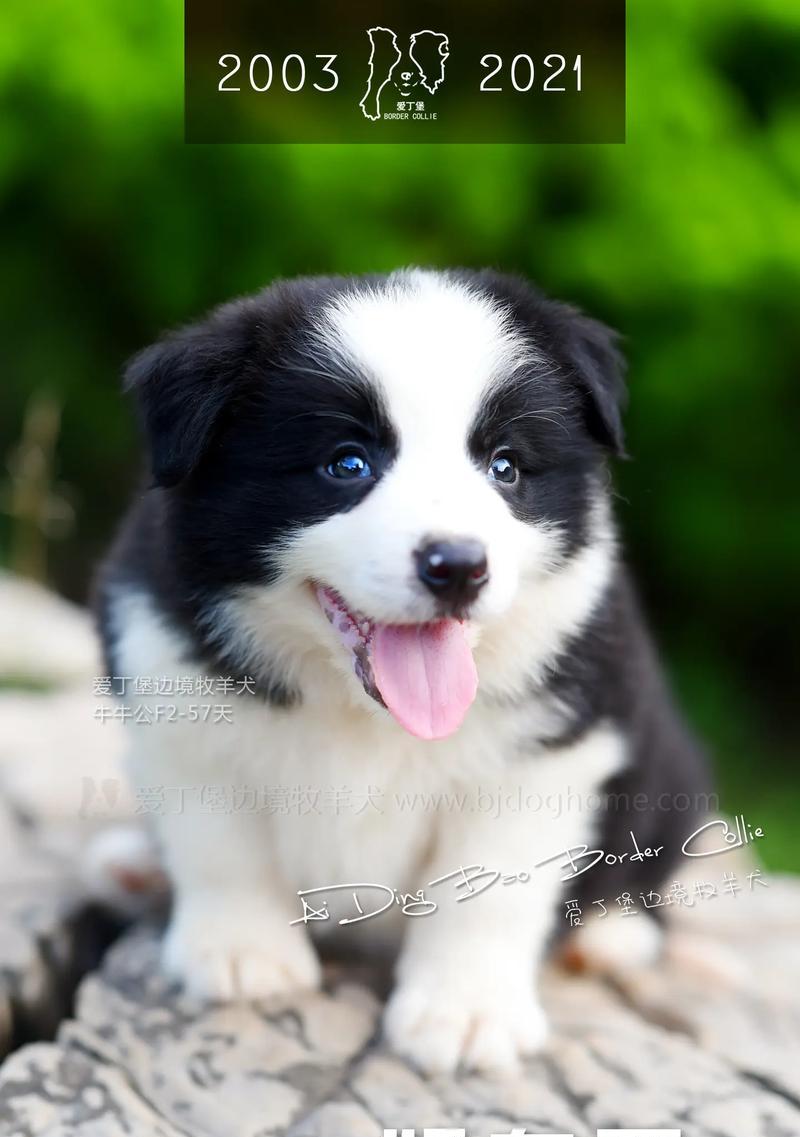 关于以牧羊犬狗崽的饮食，你需要知道的关键信息（了解牧羊犬狗崽的饮食需求及食物选择）