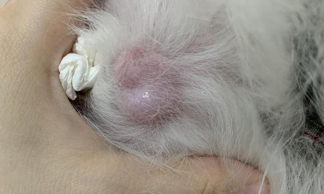 狗狗为何舔自己蛋蛋？（探究狗狗舔自己蛋蛋的原因及行为背后的意义）