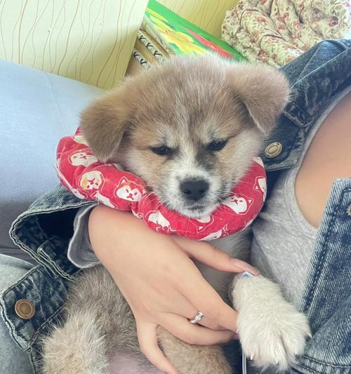 秋田犬的合理饮食是什么？（探索秋田犬的饮食需求及最佳喂养方法）