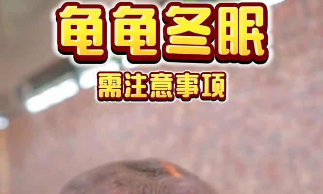 乌龟冬眠（探寻乌龟冬眠的奥秘与挑战）