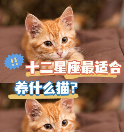 女孩的最佳选择（挑选适合女孩养的小猫品种及关键考虑因素）