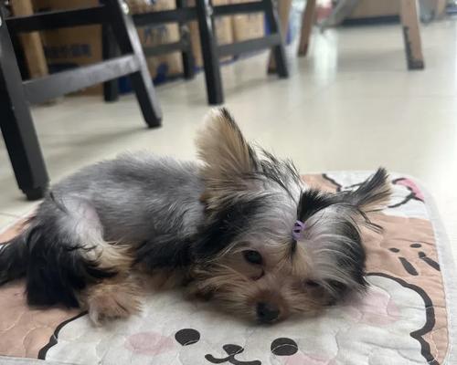 约克夏犬的理想毛色是什么？（探寻适合约克夏的毛色特征和最佳选择）