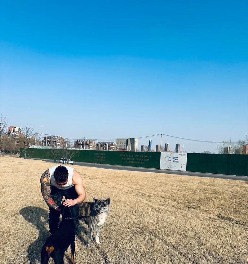 肌肉男一样的狗（展现力量与美感的强壮犬种）