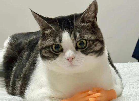 哪些动物害怕猫咪？（揭秘动物世界中的“猫恐惧症”）