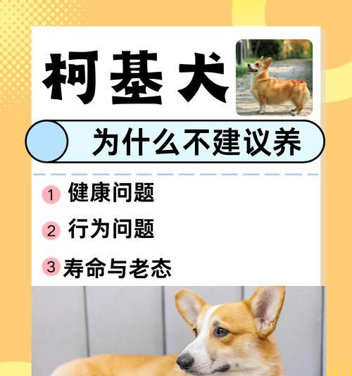 养柯基的注意事项（从幼犬到成年犬，你需要知道的关键信息）