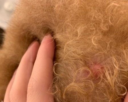 狗身上莫名起个包，这是什么情况？（探究狗身上突然出现的包的原因和处理方法）