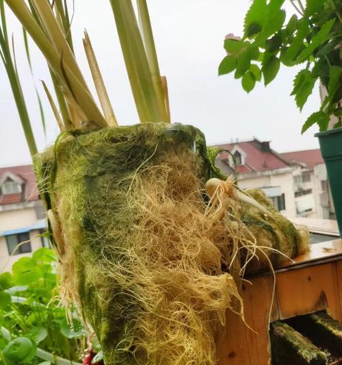 以猪鼻龟用什么过滤水质？（选择适合猪鼻龟的过滤系统来维持水质清洁与健康）