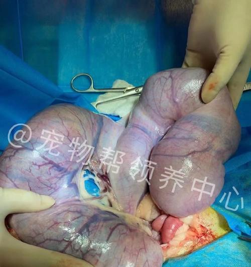 狗狗吃什么防难产？（了解狗狗的饮食需求，帮助预防难产）