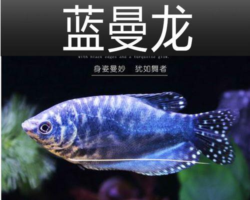 宠物鱼为何长不大的原因（探究宠物鱼生长受限的关键因素）