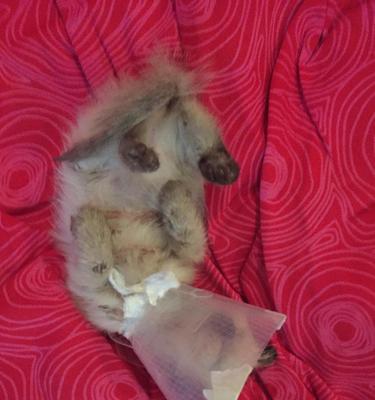 猫皮肤上长红色物体的原因及处理方法（揭秘猫皮肤红斑）