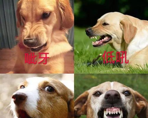 为什么会有狗咬主人的情况发生？（探究狗咬主人的原因及如何预防）