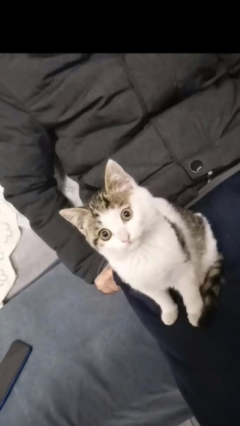 猫咪粘人的原因及应对方法（了解猫咪粘人的心理需求，建立良好互动关系）