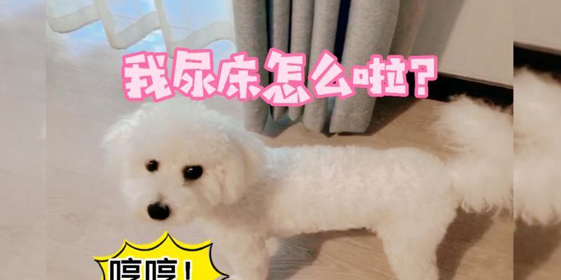解决狗狗总尿床问题的有效方法（如何让你的爱犬不再尿床）