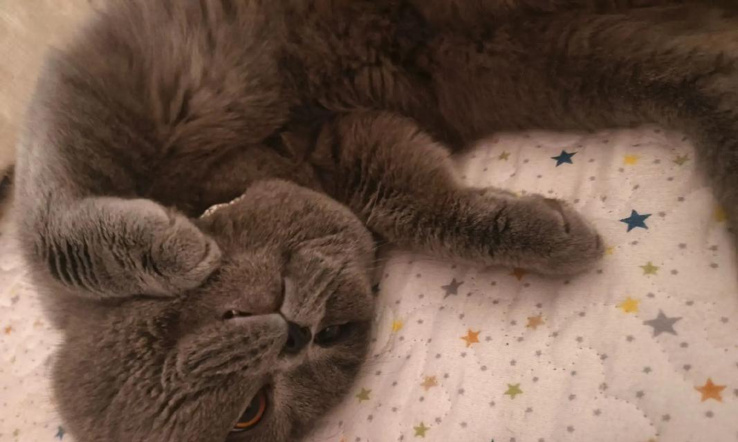 以蓝猫幼猫吃什么毛色好？（蓝猫幼猫食物对毛色的影响）