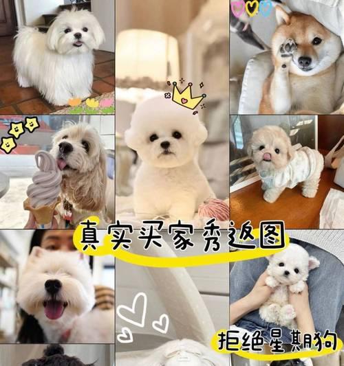 以美短生小猫要多久？（美国短毛猫的成长周期及关键阶段）