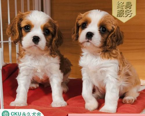 查理王犬的寿命有多长？（了解查理王犬的预期寿命及其影响因素）