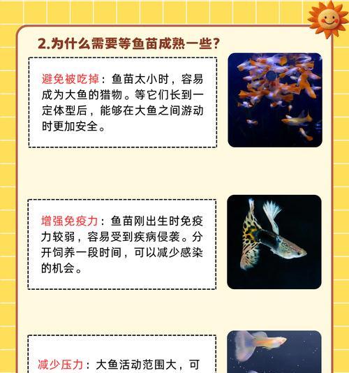 孔雀鱼的喂食频率及注意事项（科学喂养，健康成长）