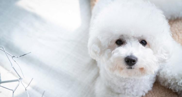 比熊犬（可爱、聪明、适应性强的比熊犬，成为众多家庭的心头好）