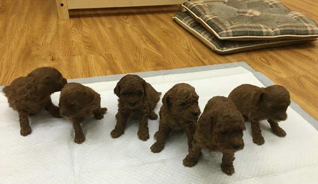 狗狗回家后多久可以洗澡？（探究狗狗适合洗澡的最佳时机与注意事项）