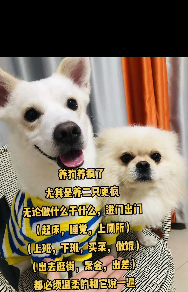 不适合饲养的狗狗品种（为什么这些狗狗不适合饲养）