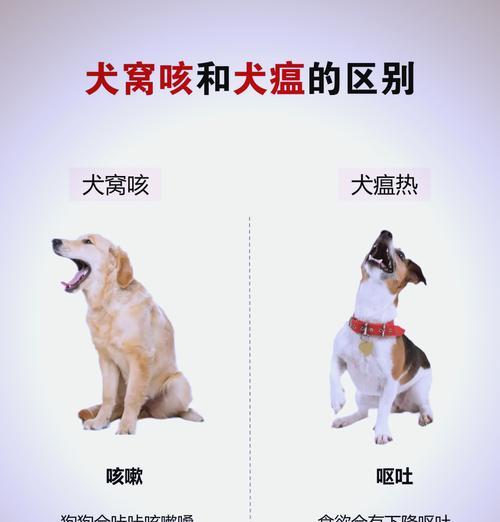 狗狗咳嗽流鼻涕的治愈时间究竟需要多久？（深入了解狗狗咳嗽流鼻涕的治疗过程及时长）