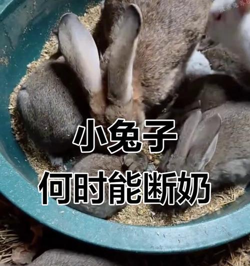 小兔断奶时间的科学研究（揭开小兔断奶之迷，了解合适的断奶时机）