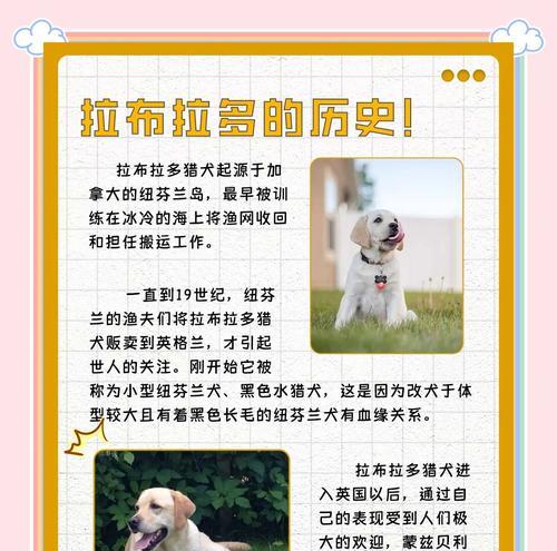 拉布拉多幼犬打疫苗时间表（拉布拉多幼犬打疫苗的关键信息和注意事项）