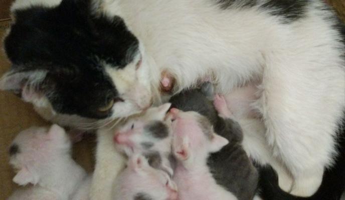 猫咪产后多久打消炎针？（了解猫咪产后防炎措施的关键）
