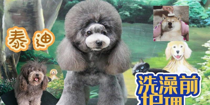 泰迪冬季洗澡的注意事项（泰迪冬季洗澡频率和保暖要点）