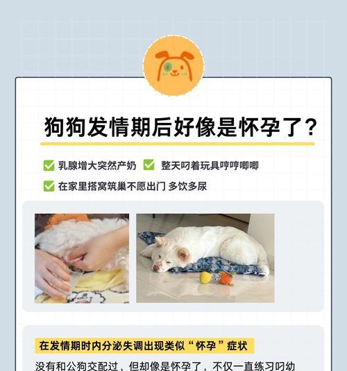 狗的发情周期和怀孕时间（了解狗狗的月经周期和繁殖过程，）