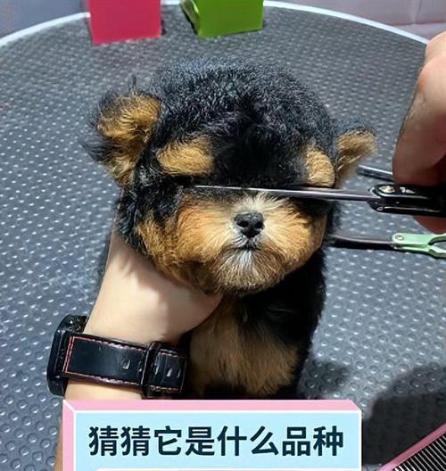 高产狗品种及其特点（探究哪些狗是高产狗以及其独特特点）