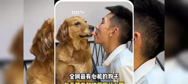 喂养金毛幼犬的6个注意事项（铲屎官要重视了！养金毛幼犬需谨记这6个要点）