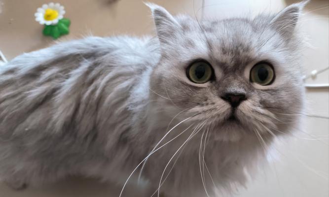 猫尾巴翘着，一直叫还围着你转，其背后的意义是什么？（探索猫咪行为的秘密及与人类互动的深层含义）