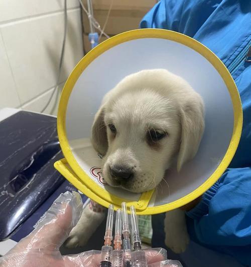 狗狗疫苗接种频率究竟是多久一次？（揭秘狗狗疫苗接种的最佳时间间隔）
