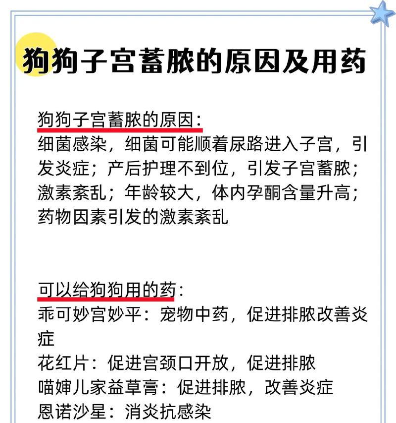 狗狗子宫炎的症状及预防措施（了解狗狗子宫炎的常见症状，保护你的毛小孩）