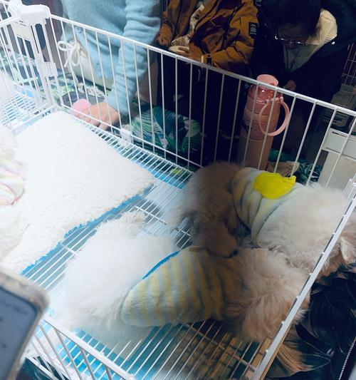 宠物主人如何为狗狗抵御寒冬？（狗狗寒冷抵御小贴士，让你的宠物温暖过冬）