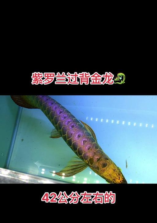 过背金龙，背水一战（揭秘过背金龙的训练时间和关键技巧）