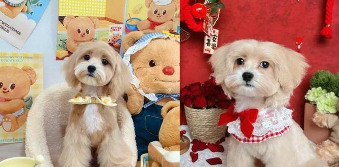 家务犬（聪明可爱的家务犬，让生活更便捷）