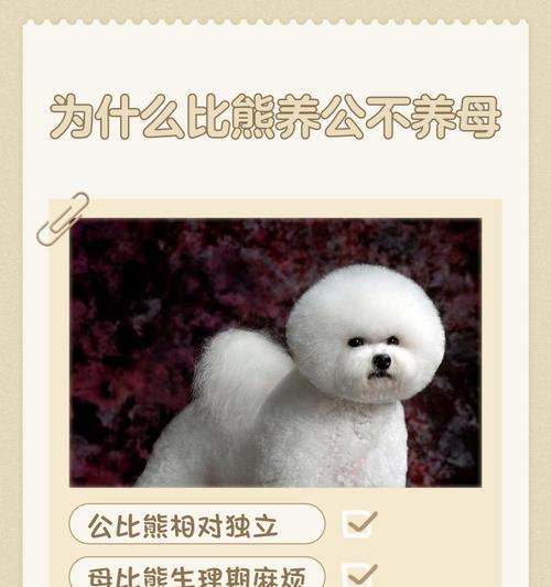 母比熊发情周期及行为习性解析（揭秘母比熊发情周期的神秘面纱，了解其行为变化及影响因素）