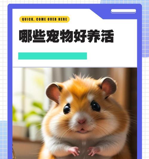 可爱宠物的养殖之道（找寻最合适你的伴侣动物）